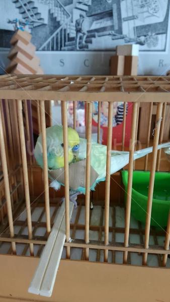 保護鳥の写真