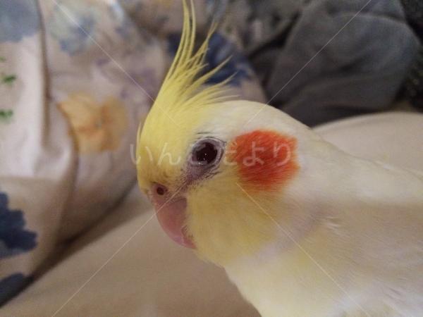 迷い鳥の写真