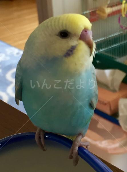 迷い鳥の写真