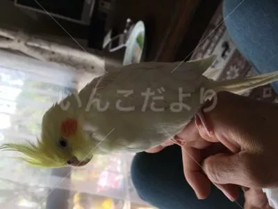 保護鳥の写真