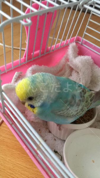 保護鳥の写真
