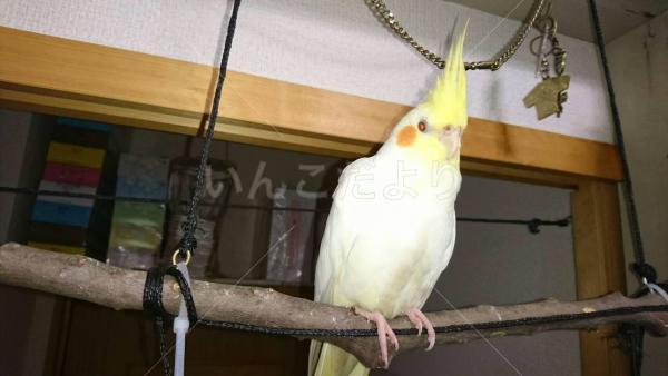 迷い鳥の写真