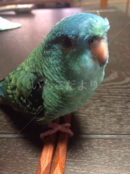 迷い鳥の写真