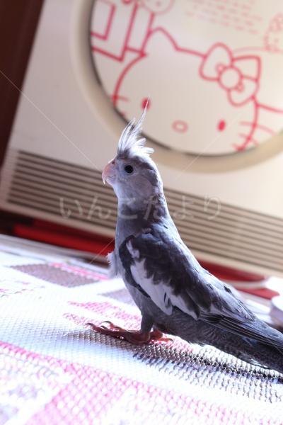 迷い鳥の写真