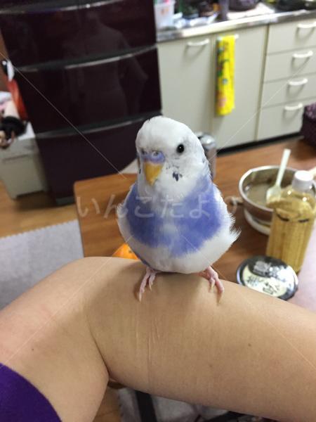 迷い鳥の写真