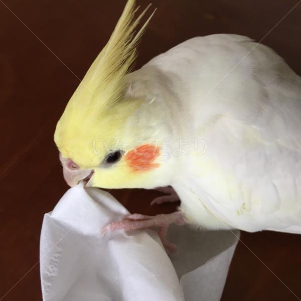 迷い鳥の写真