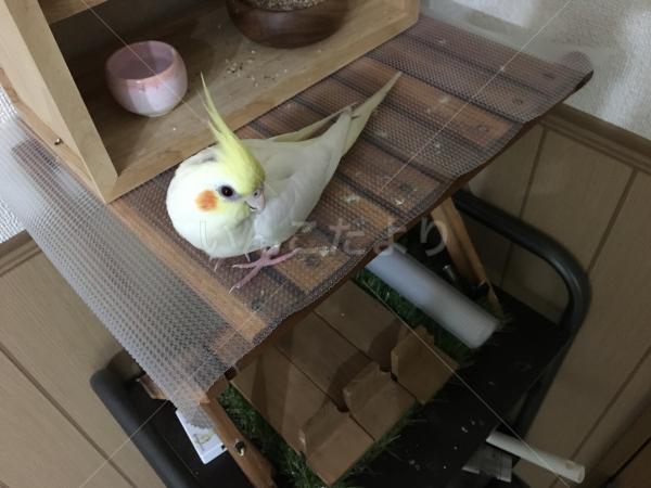 迷い鳥の写真