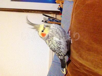 迷い鳥の写真