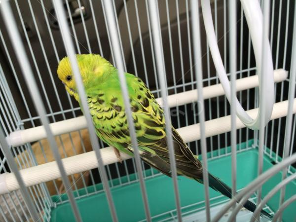保護鳥の写真