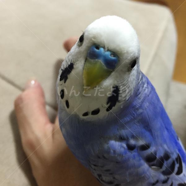 迷い鳥の写真