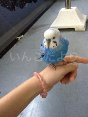 保護鳥の写真