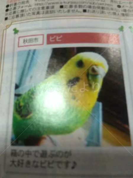 迷い鳥の写真