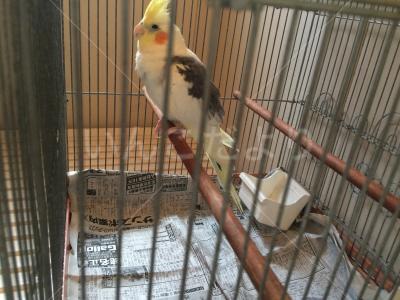 保護鳥の写真