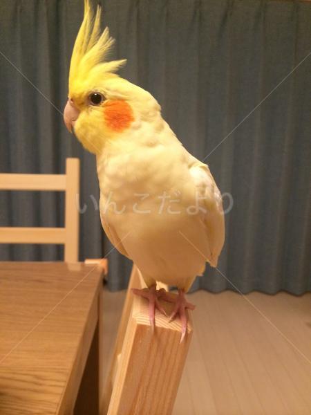 迷い鳥の写真