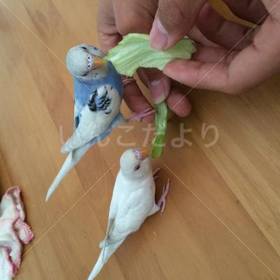 迷い鳥の写真
