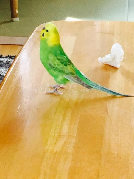 迷い鳥の写真