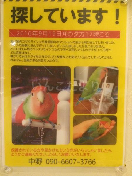迷い鳥の写真