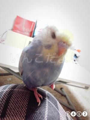 迷い鳥の写真