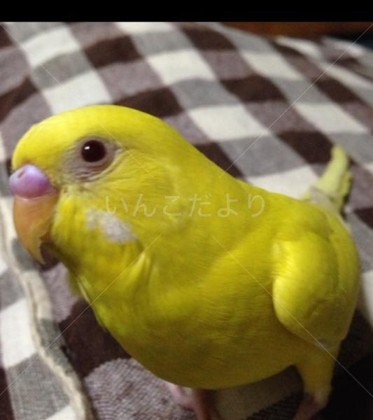 迷い鳥の写真