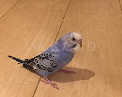 迷い鳥の写真