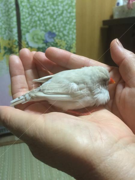 保護鳥の写真