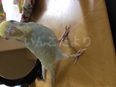 迷い鳥の写真