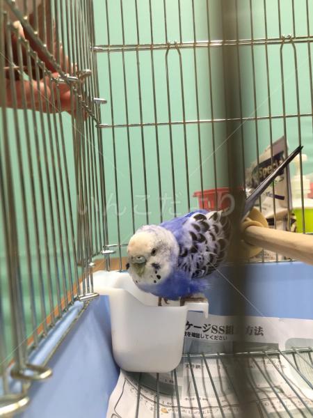 保護鳥の写真