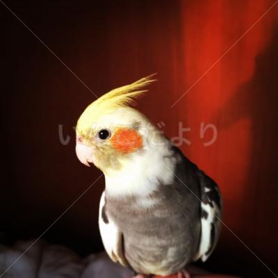 迷い鳥の写真