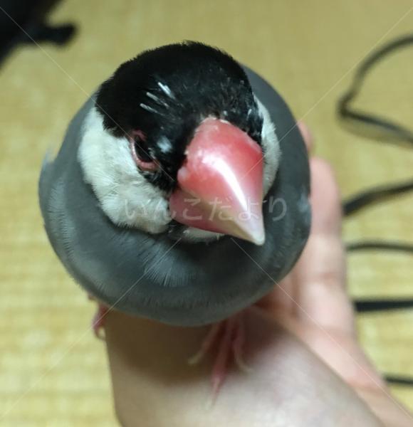 迷い鳥の写真