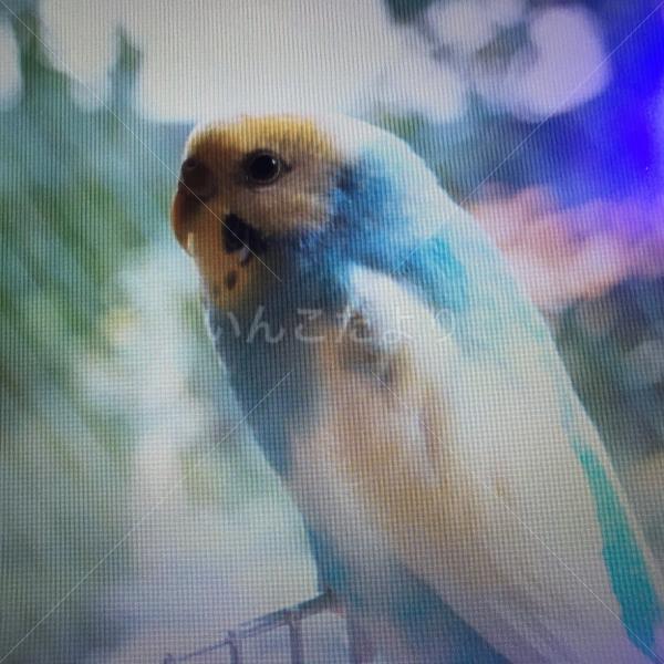 迷い鳥の写真