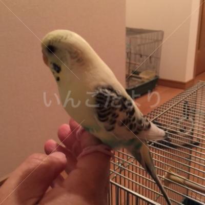 保護鳥の写真
