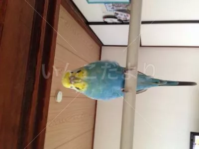 保護鳥の写真