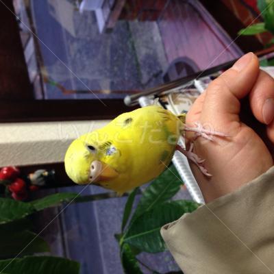 迷い鳥の写真