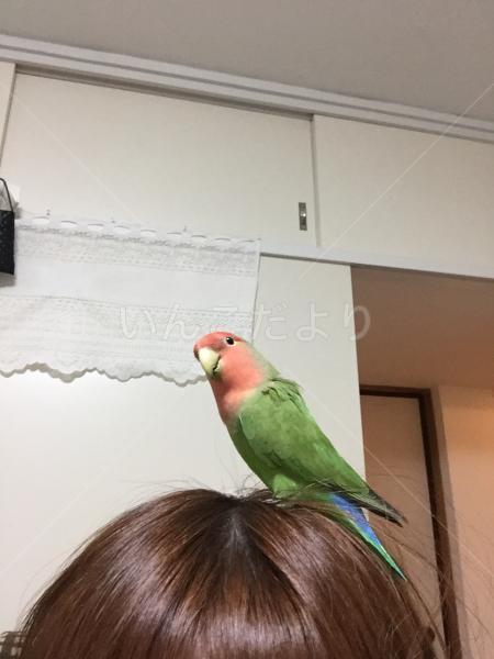 迷い鳥の写真