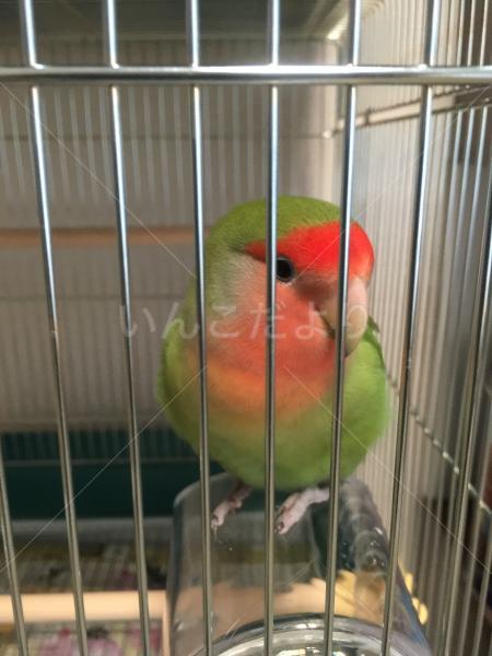 保護鳥の写真