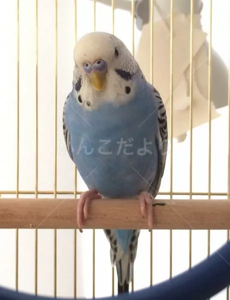 保護鳥の写真