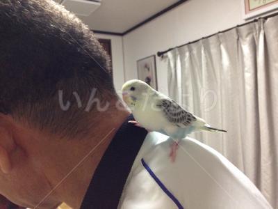 迷い鳥の写真