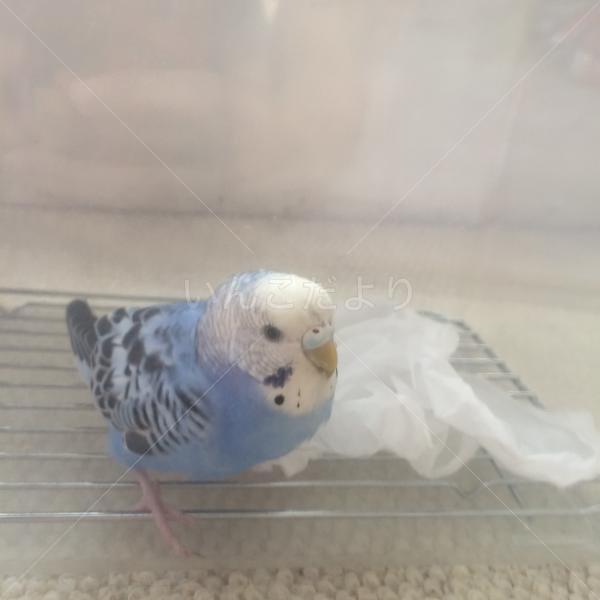 保護鳥の写真