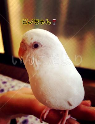 迷い鳥の写真