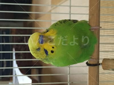 迷い鳥の写真