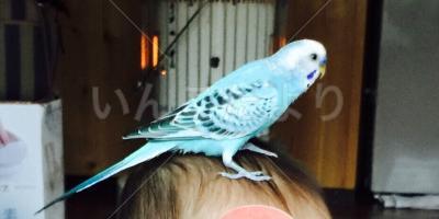 迷い鳥の写真