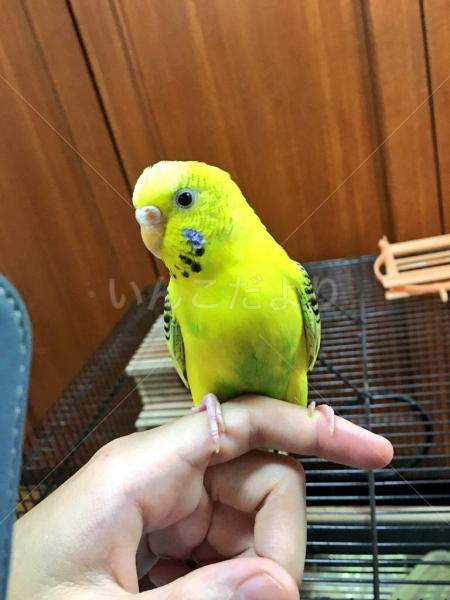 迷い鳥の写真
