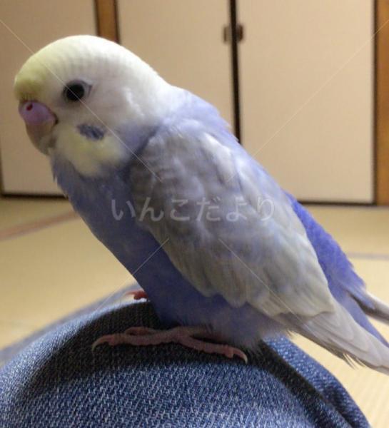 迷い鳥の写真
