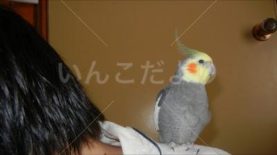 迷い鳥の写真