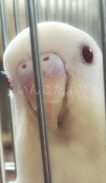 迷い鳥の写真