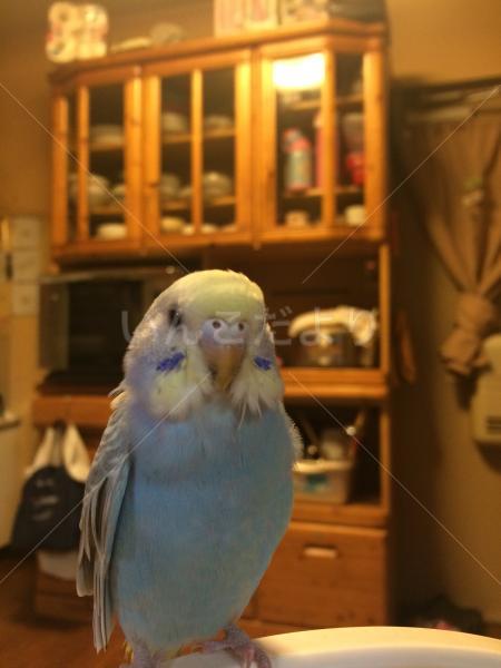 迷い鳥の写真
