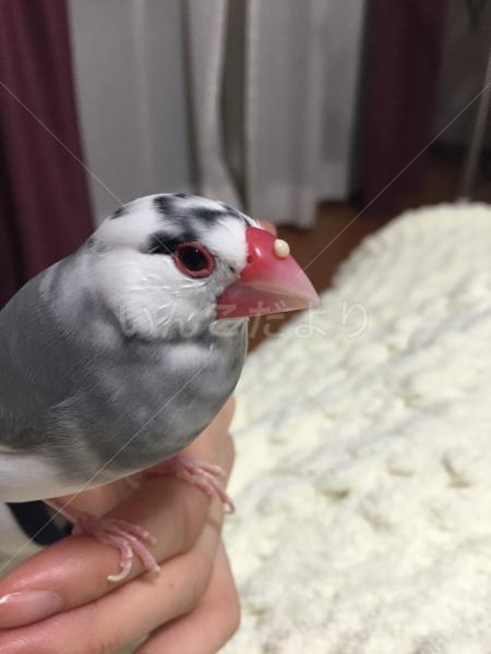 迷い鳥の写真
