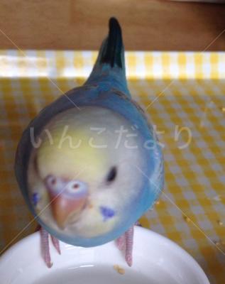 迷い鳥の写真