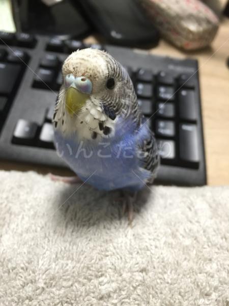 保護鳥の写真