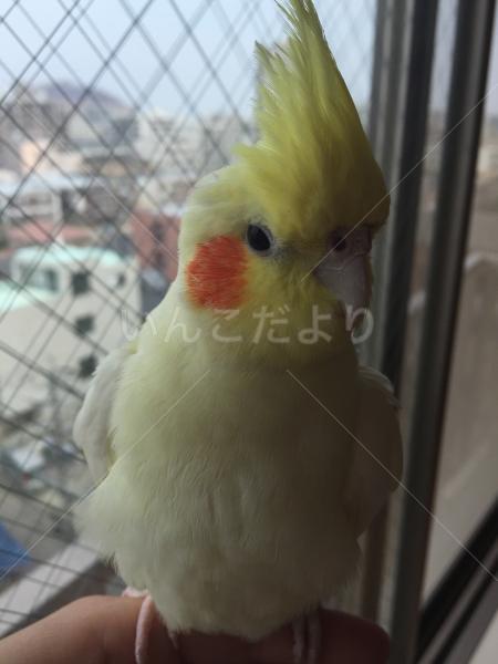 迷い鳥の写真